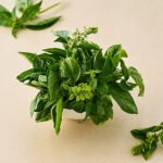 Basil - Italian