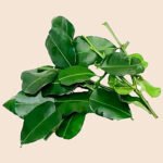 Lime Leaves - Kaffir