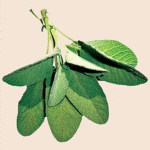Sage