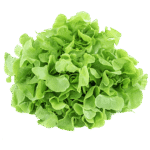 Green Oak Lettuce - Hydroponically Grown With Live Roots