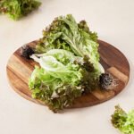 Lollo Rosso Lettuce - Hydroponically Grown With Live Roots